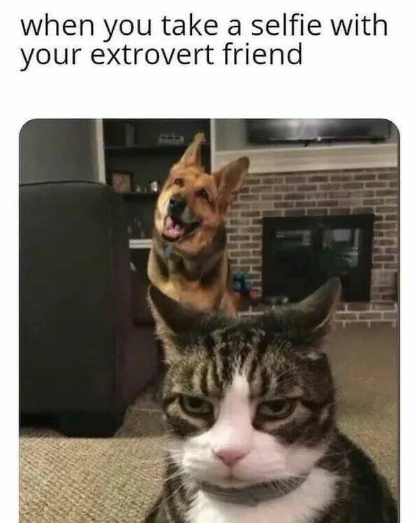 Memes With Animals (26 pics)