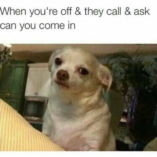 Memes With Animals (26 pics)