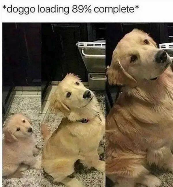 Memes With Animals (26 pics)