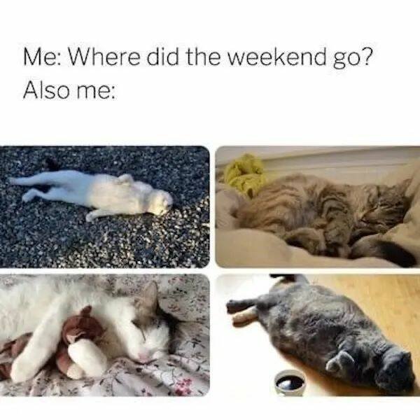 Memes With Animals (26 pics)