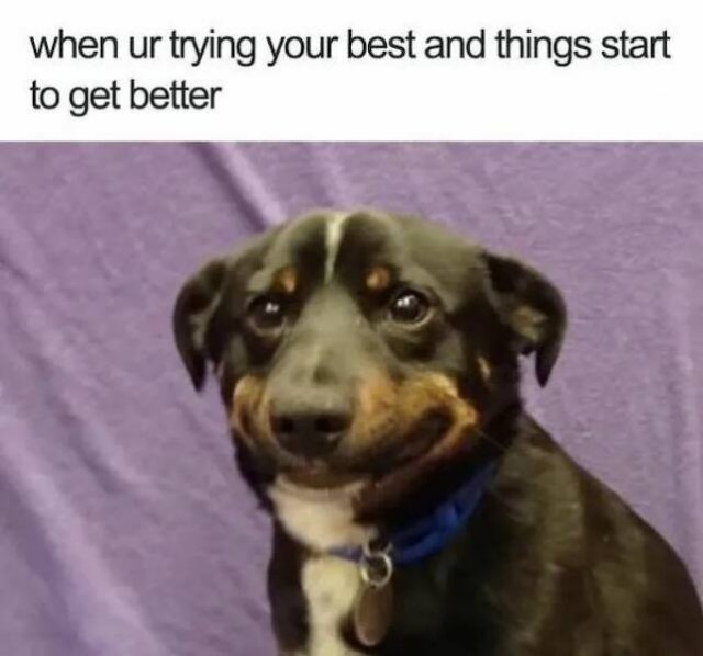 Memes With Animals (26 pics)