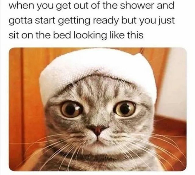 Memes With Animals (26 pics)