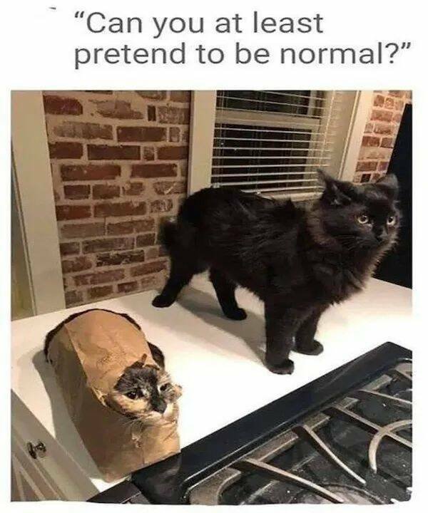 Memes With Animals (26 pics)