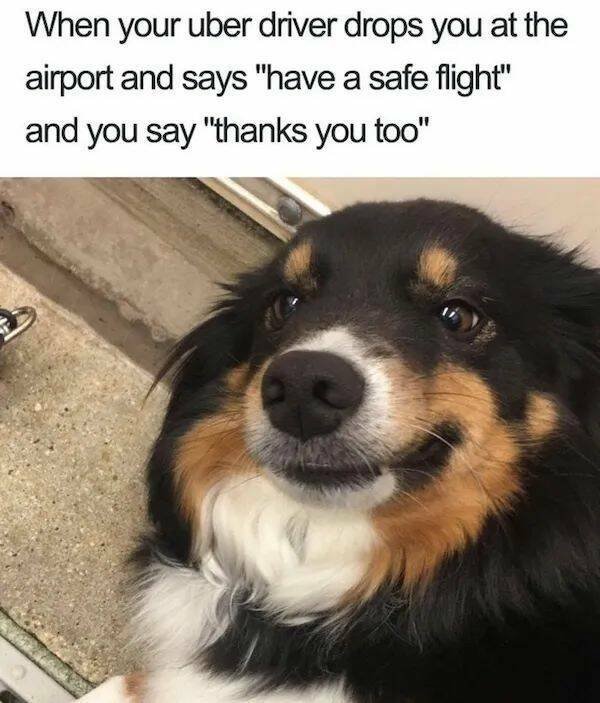 Memes With Animals (26 pics)