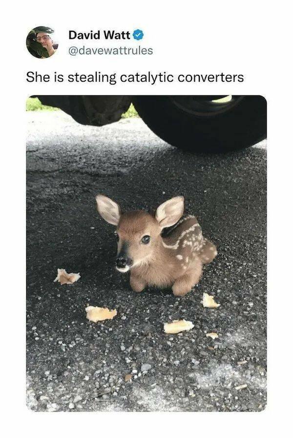 Memes With Animals (26 pics)