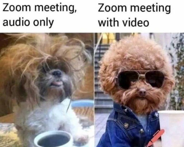 Memes With Animals (26 pics)