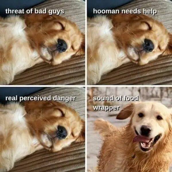Memes With Animals (26 pics)