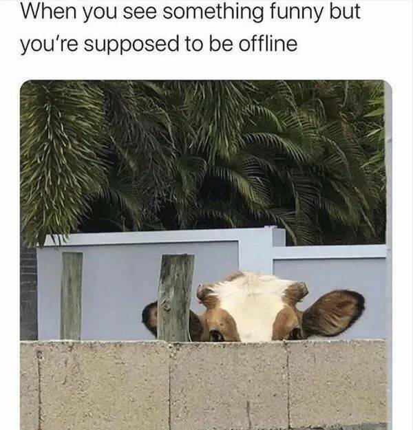 Memes With Animals (26 pics)