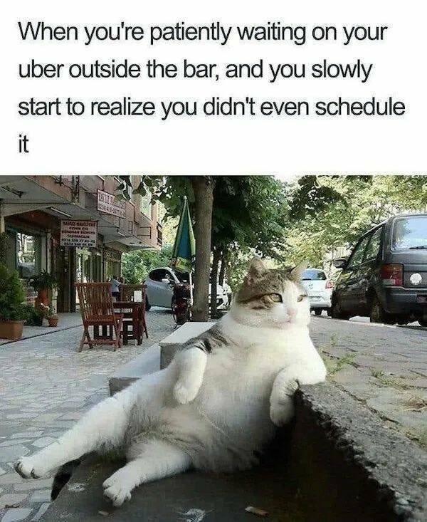 Memes With Animals (26 pics)