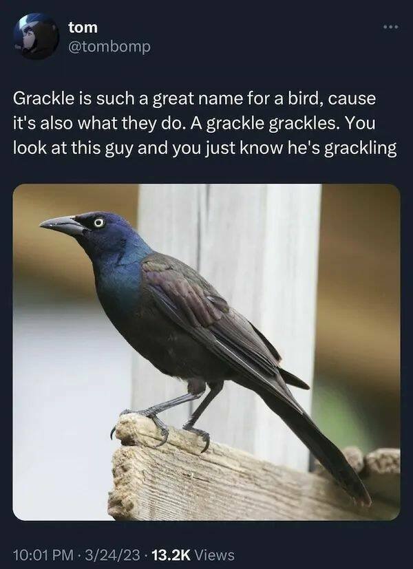 Memes With Animals (26 pics)