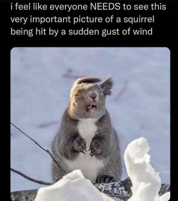 Memes With Animals (26 pics)