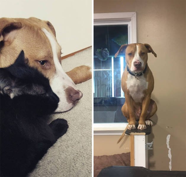 Funny Pets (50 pics)
