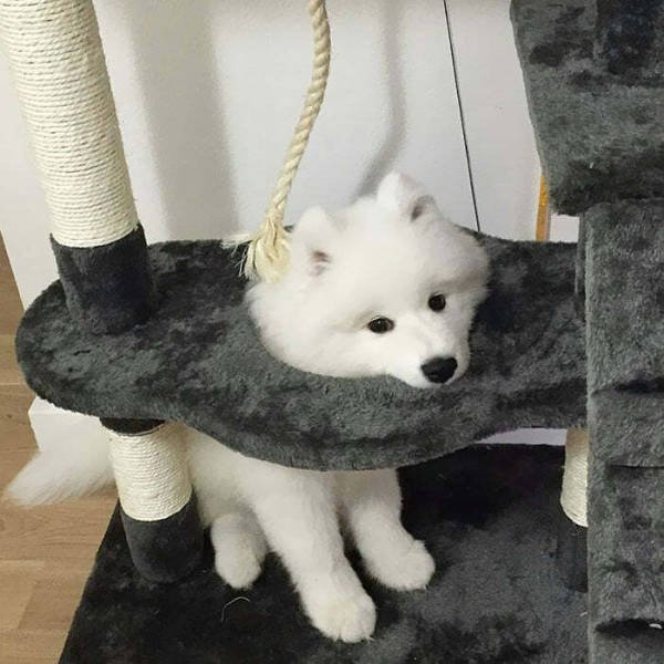 Funny Pets (50 pics)