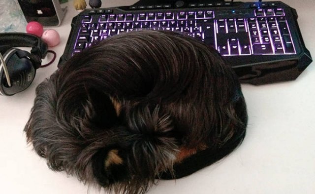 Funny Pets (50 pics)
