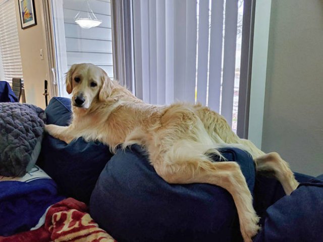 Funny Pets (50 pics)