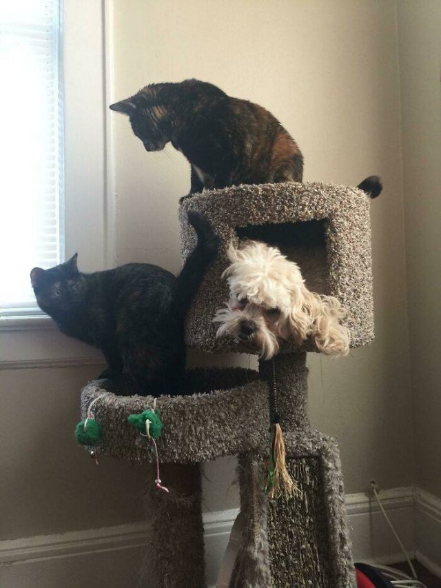 Funny Pets (50 pics)