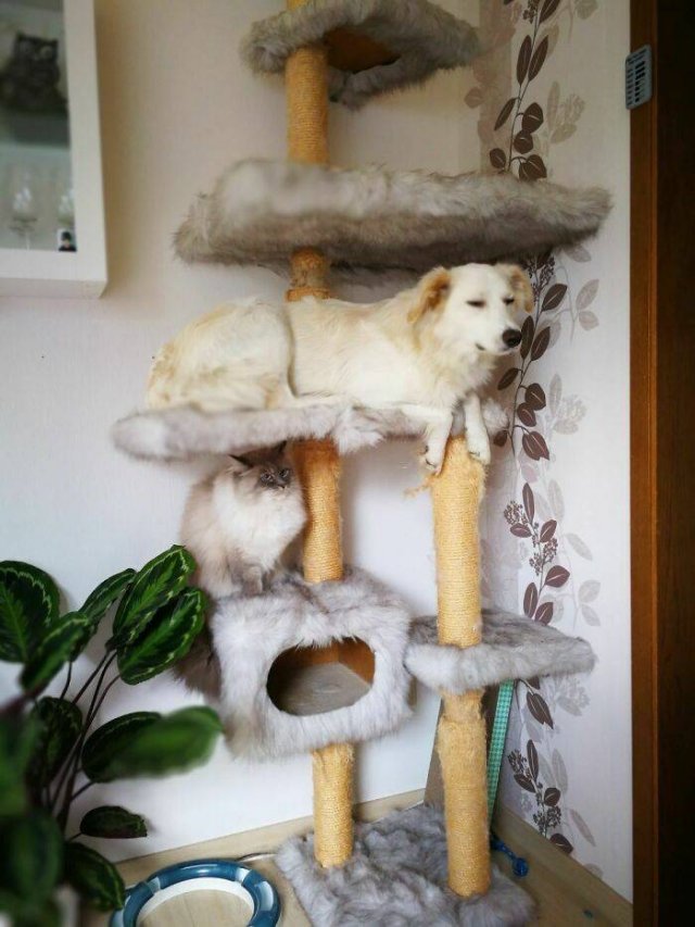 Funny Pets (50 pics)