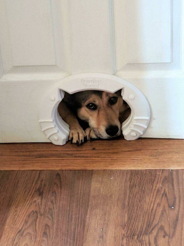 Funny Pets (50 pics)