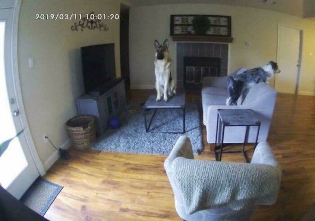 Funny Pets (50 pics)