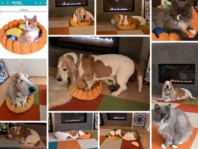 Funny Pets (50 pics)