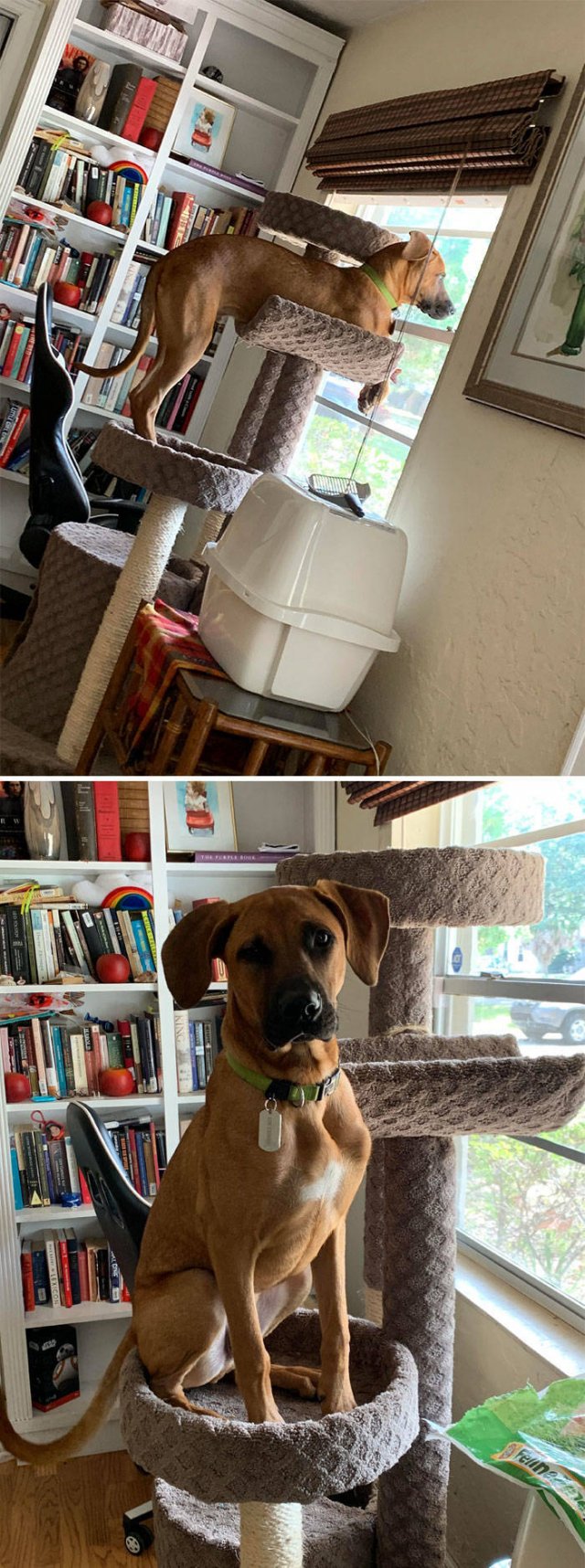 Funny Pets (50 pics)