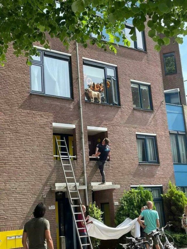 Funny Pets (50 pics)
