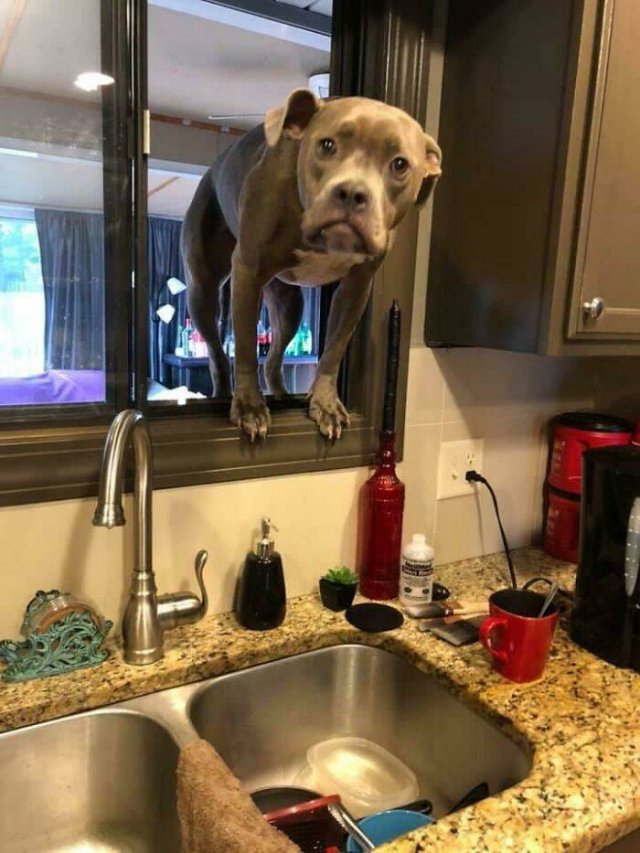 Funny Pets (50 pics)