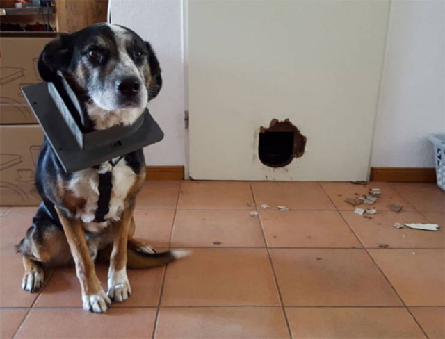 Funny Pets (50 pics)