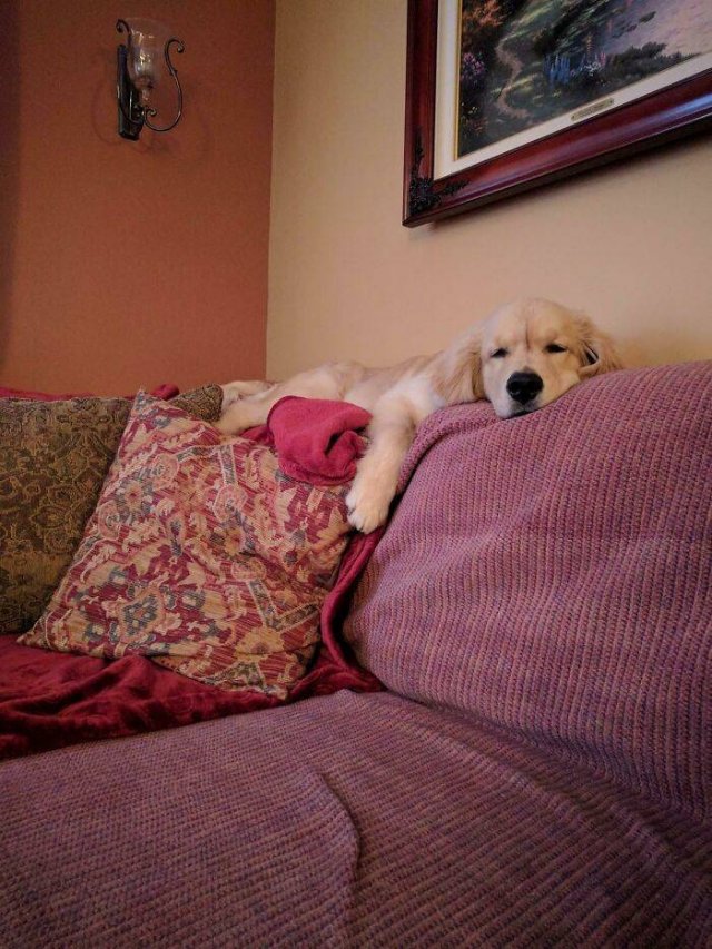 Funny Pets (50 pics)