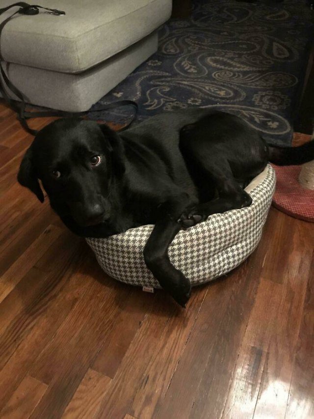 Funny Pets (50 pics)