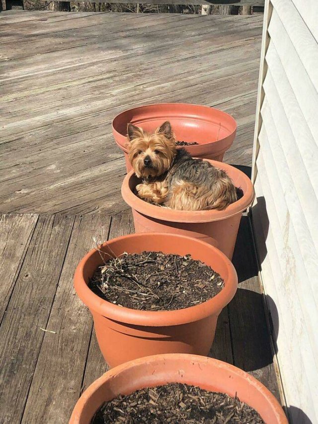 Funny Pets (50 pics)