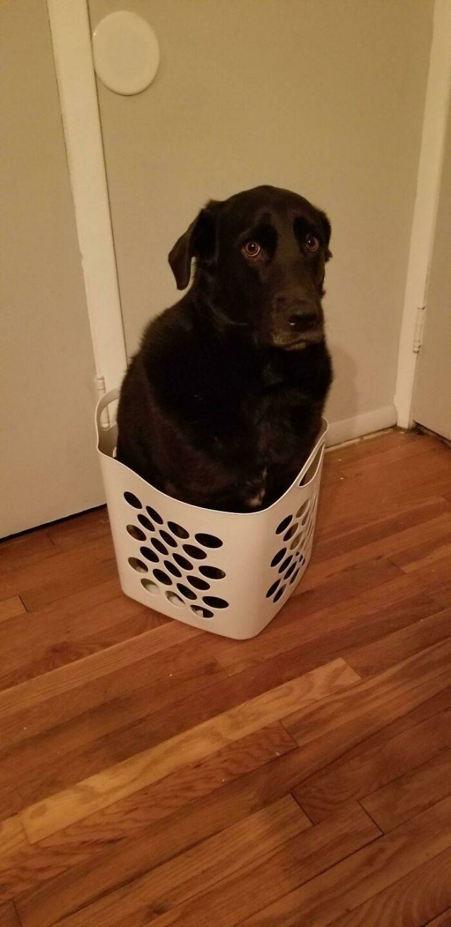 Funny Pets (50 pics)