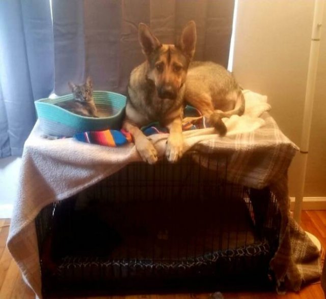 Funny Pets (50 pics)