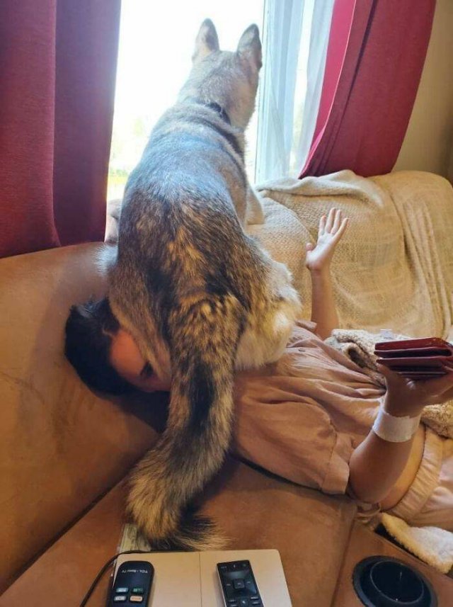 Funny Pets (50 pics)