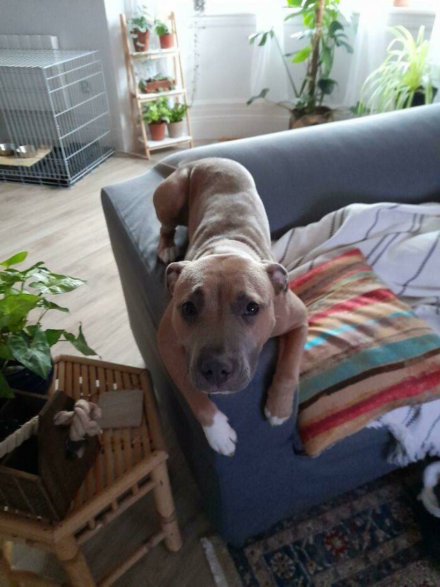 Funny Pets (50 pics)