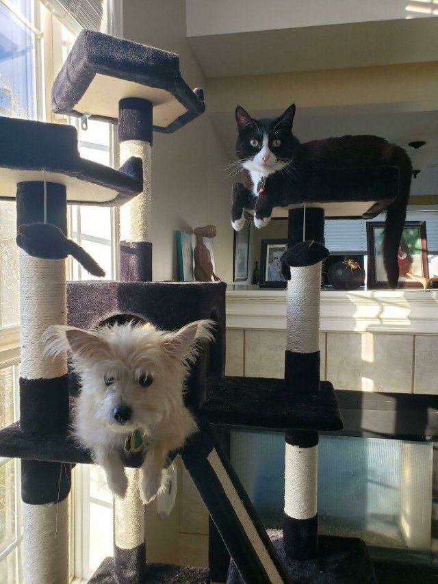 Funny Pets (50 pics)