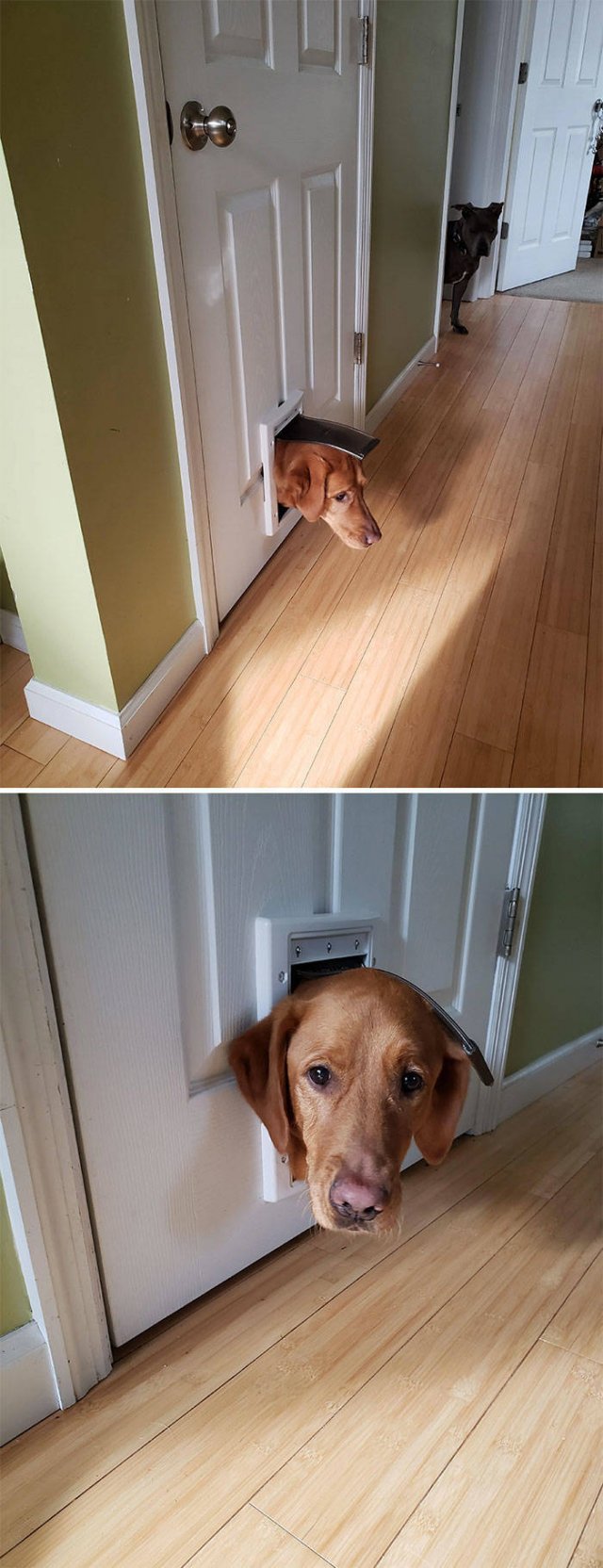 Funny Pets (50 pics)