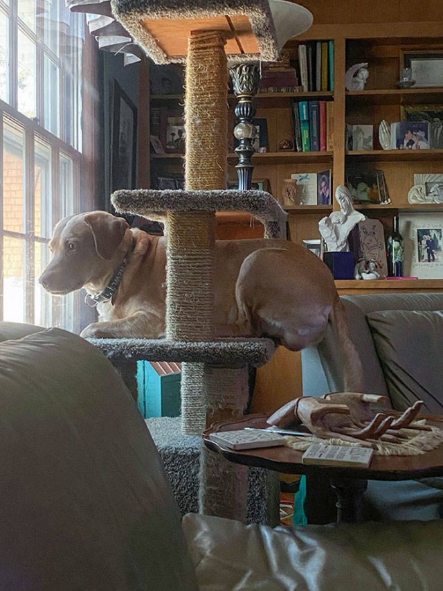 Funny Pets (50 pics)