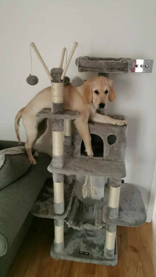 Funny Pets (50 pics)