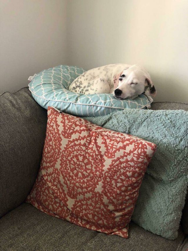 Funny Pets (50 pics)