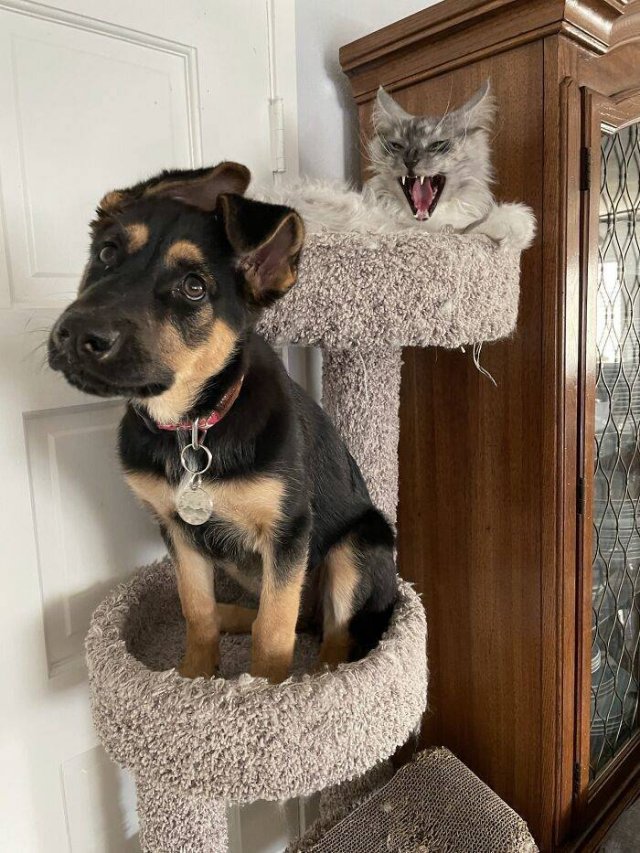 Funny Pets (50 pics)