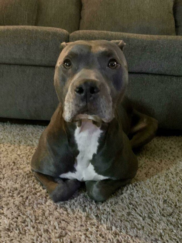 Funny Pets (50 pics)