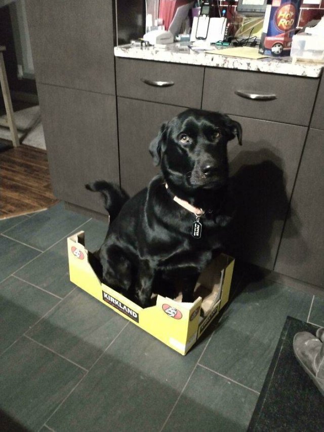Funny Pets (50 pics)