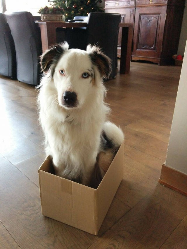 Funny Pets (50 pics)