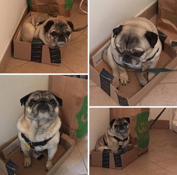 Funny Pets (50 pics)