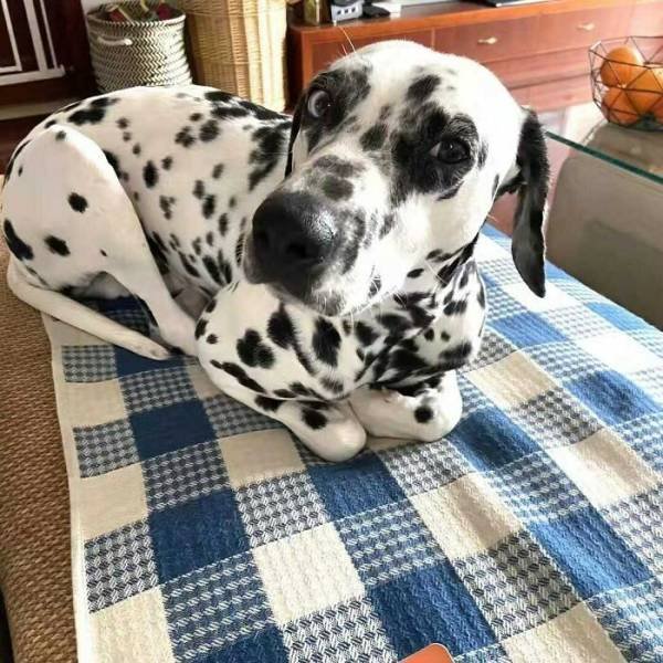 Funny Pets (50 pics)