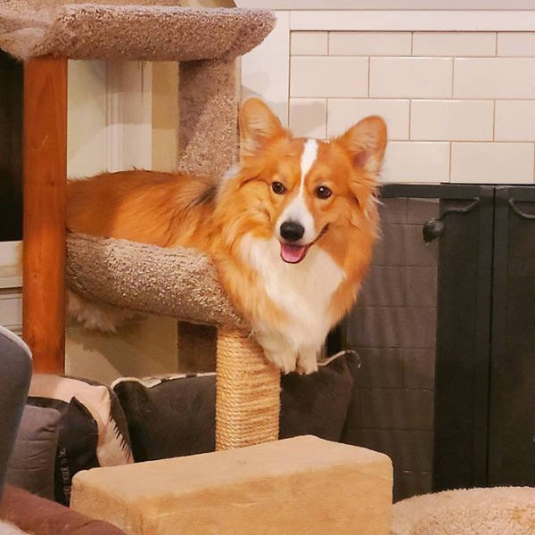 Funny Pets (50 pics)