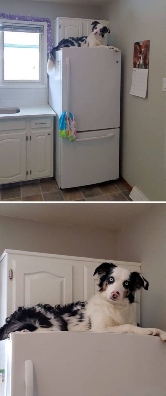 Funny Pets (50 pics)