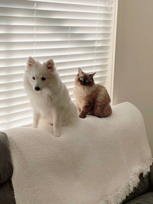 Funny Pets (50 pics)