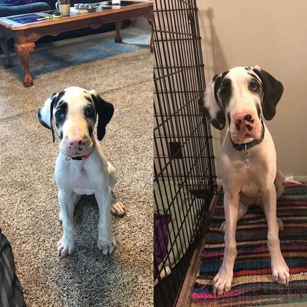 Dogs Grow Fast (28 pics)